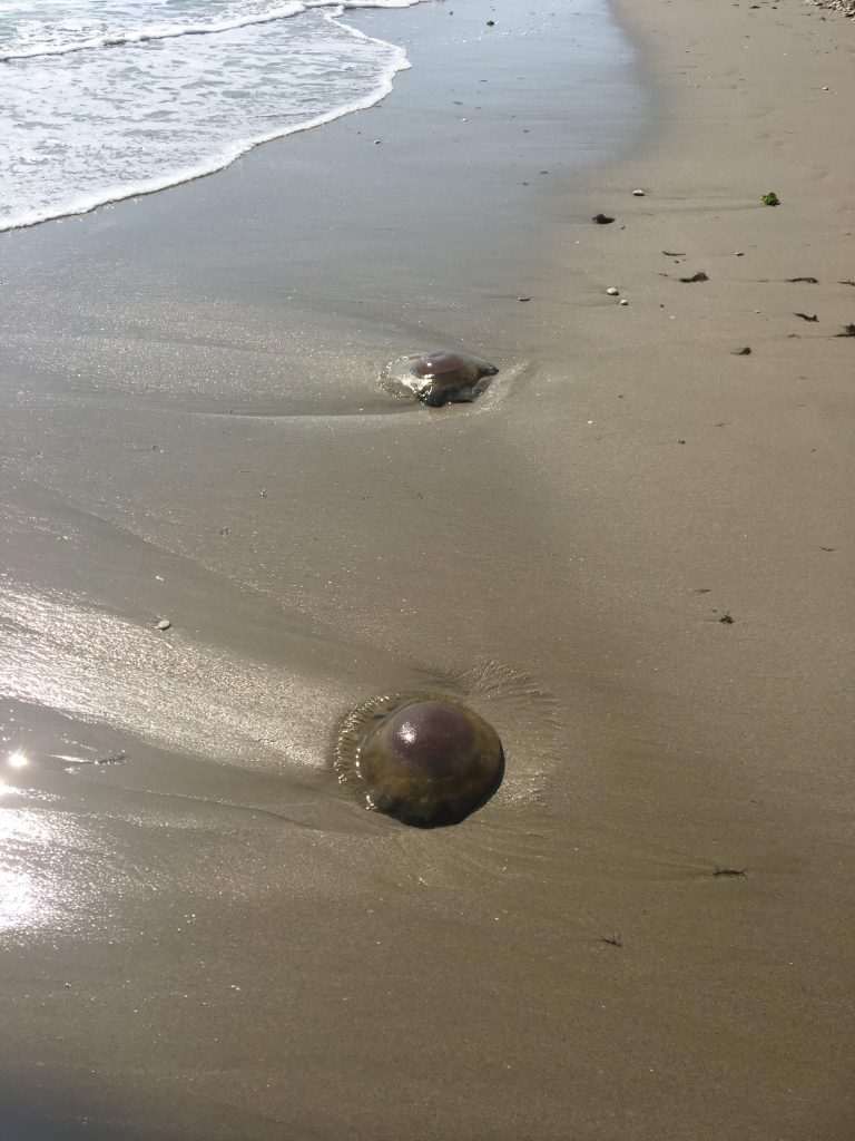 meduse giganti della Tasmania